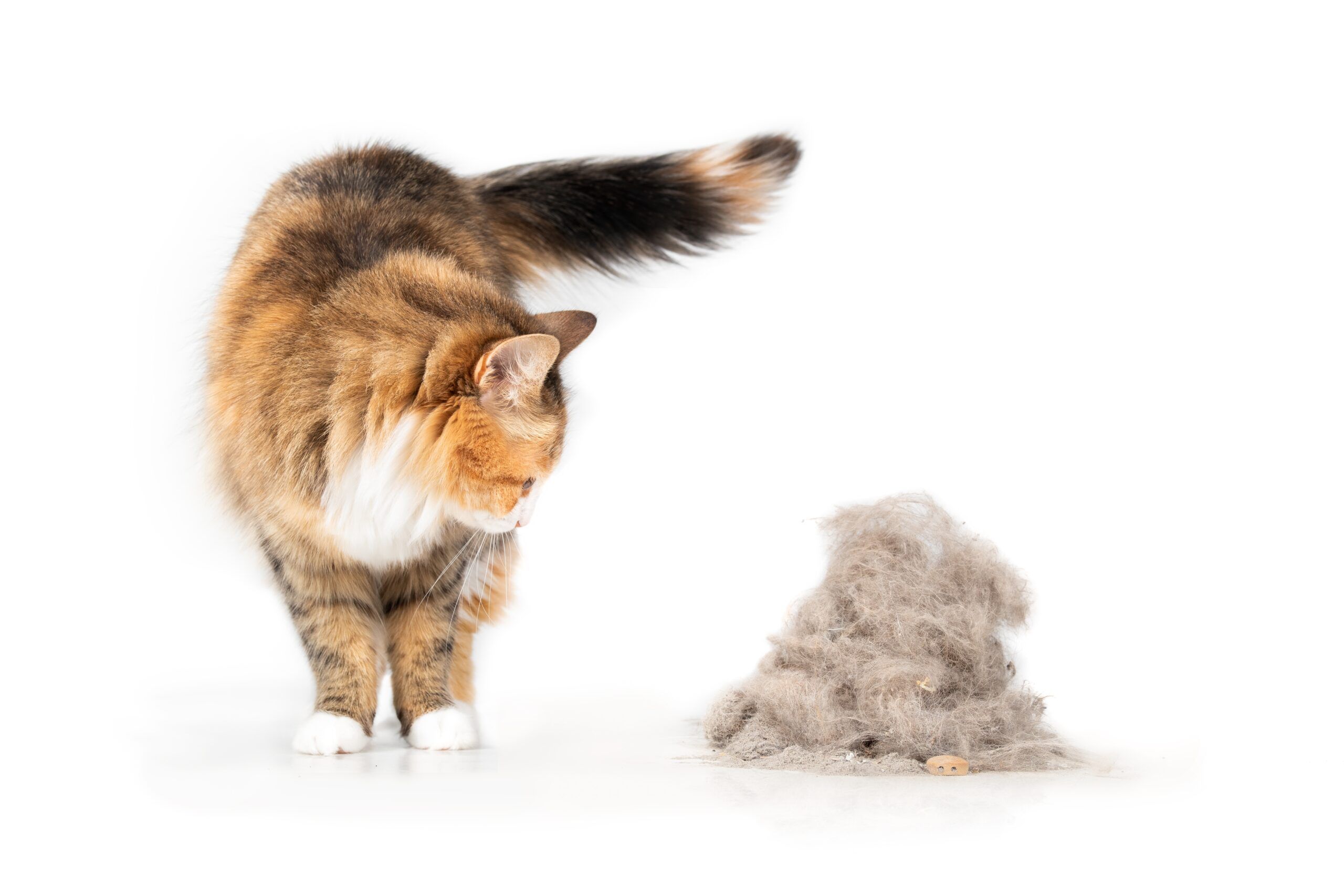 Cat looking at large pile of pet fur and dirt debris