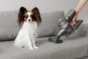 close up of cute papillon dog sitting on the sofa and woman cleaning sofa with modern vacuum cleaner